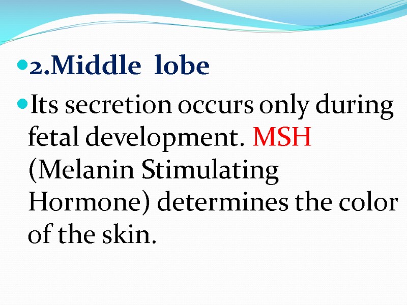 2.Middle  lobe Its secretion occurs only during fetal development. MSH (Melanin Stimulating Hormone)